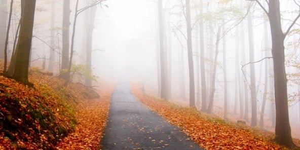 autumn-path-fog.jpg